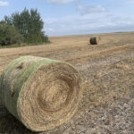 Cattle producers are searching high and low for whatever feed their cows can tolerate this winter. | Paul Yanko photo