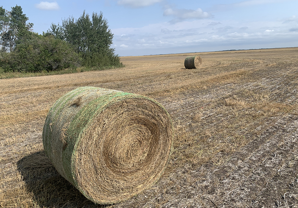 Cattle producers are searching high and low for whatever feed their cows can tolerate this winter. | Paul Yanko photo