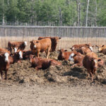 Producers should follow the lead of their herd veterinarian before making any changes to prevention or treatment of feedlot cattle. | File photo