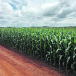 Brazil is expected to export only 15 to 17 million tonnes of corn this year because of a La Nina, which is about half of the original forecast. World corn supplies could become uncomfortably tight if production is down again next year because of another La Nina. | Reuters/Marcelo Rodrigues Teixeira photo