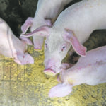 China’s ban on feeding table scraps to pigs is seen as a game changer in the international grain trade because the country’s hog producers now require significantly more feedgrain. | Reuters photo