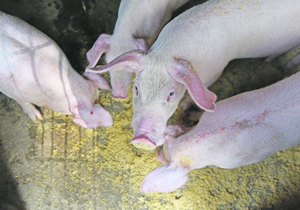 China’s ban on feeding table scraps to pigs is seen as a game changer in the international grain trade because the country’s hog producers now require significantly more feedgrain. | Reuters photo