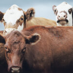 The 2021 Canada-Saskatchewan Drought Response Initiative will
pay a maximum of $200 per head for female breeding stock. | File photo