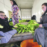 Alexia and Kaitlin Walter husk corn to be canned in the kitchen. | Mike Sturk photo
