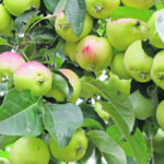 The fruit from our Trailman crab apple tree is used in many family favourite recipes from cakes, pies and jams to apple juice, apple sauce and canned fruit. | Betty Ann Deobald photo