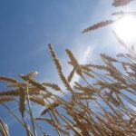 WCWGA president Gunter Jochum, who farms west of Winnipeg, said his experience in dealing with grain companies has been positive.
Grain buyers in his area have been reasonable and have shown some flexibility in cases where the amount of grain harvested by farmers has fallen short of contracted grain volumes.
| File photo