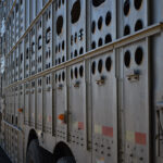 “Our message to our western counterparts is, anything we can do to help,” Nathan Phinney, a New Brunswick-based Canadian Cattlemen’s Association board member, said about the Cows East initiative.
| File photo