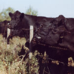 'Atypical' mad cow is considered to be of lower risk than the classical form of the disease, as it occurs naturally and only sporadically in older cattle. | File photo