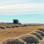 The Whole Buncher creates straw piles during harvest, which provide cattle feed during the colder months and soil moisture retention. | AJ Manufacturing Inc. photo