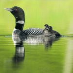 Birds Canada says loon productivity is dropping across Canada, meaning there are less offspring. | Mark Peck photo