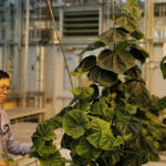 This synchrotron method allows us to analyze plants in vivo, meaning that we don’t need to take out organs from plants and analyze many aspects in live and intact plants. This can exclude the loss of elements during sample preparation, says Dr. Brian Ham of the Global Institute for Food Security (GIFS). usask.ca/Olufunke Okochi photo