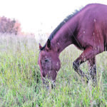 Horses are particularly vulnerable to West Nile virus and should be vaccinated. | File photo