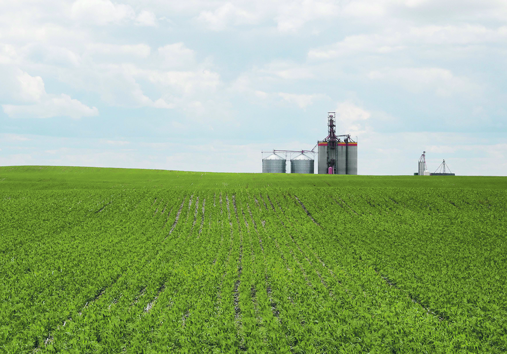 Strong market demand, combined with the benefits of nitrogen fixation, has sparked new interest in field peas as a viable alternative in some  U.S. crop rotations. |  Reuters/Valerie Zink photo
