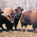 It’s unclear how the AgriRecovery program will help sectors such as bison, but producers are skeptical. | File photo