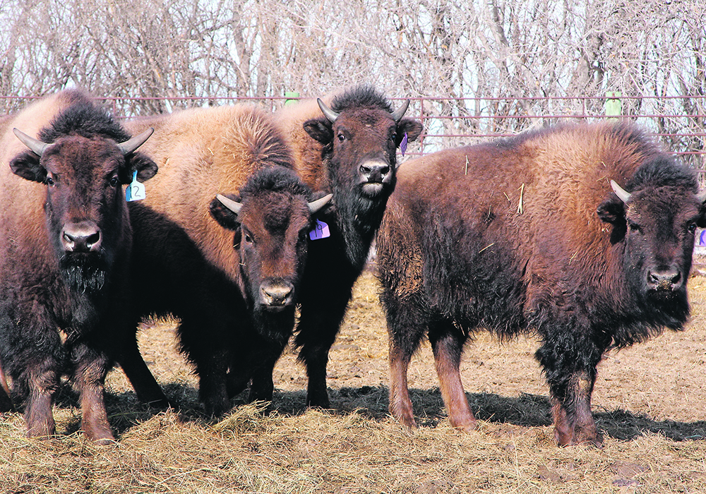 It’s unclear how the AgriRecovery program will help sectors such as bison, but producers are skeptical. | File photo