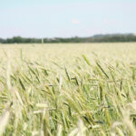 “They’re not your grandfather’s rye,” said Herman Wehrle, director of commercialization for FP Genetics in Regina. | File photo