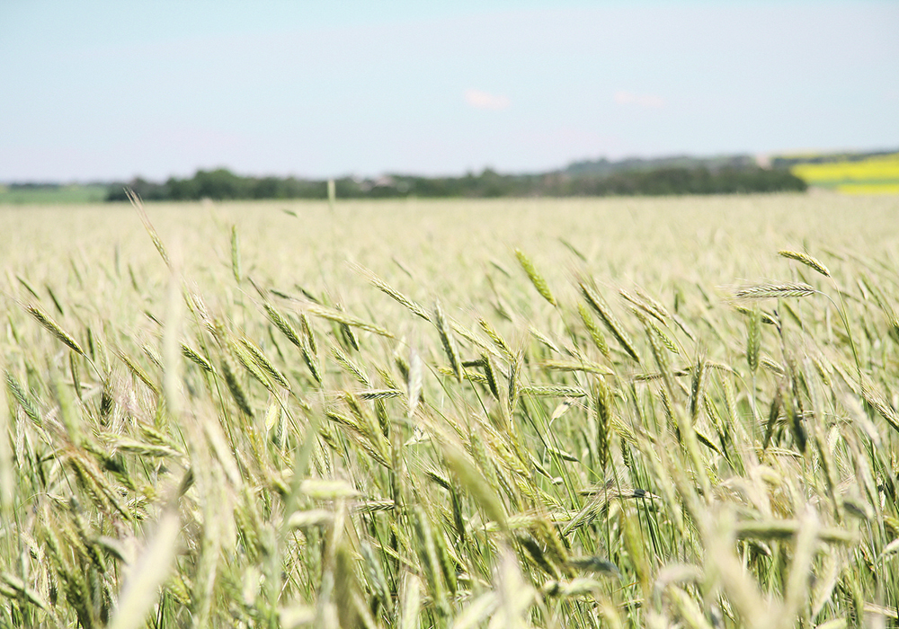 “They’re not your grandfather’s rye,” said Herman Wehrle, director of commercialization for FP Genetics in Regina. | File photo