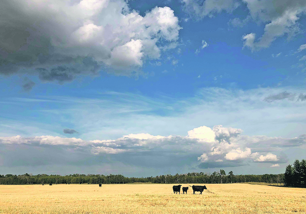 Drought-stressed crops can significantly accumulate nitrates, which can cause problems if fed to cattle this winter. | Mary MacArthur photo