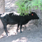 Cows that lose weight but still have good appetite might have Johne’s and should be tested. | Heather Smith Thomas photo