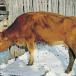 Herd management is all-important when producers find Johne’s disease in their herds. | Dr. Steve Hendrick photo
