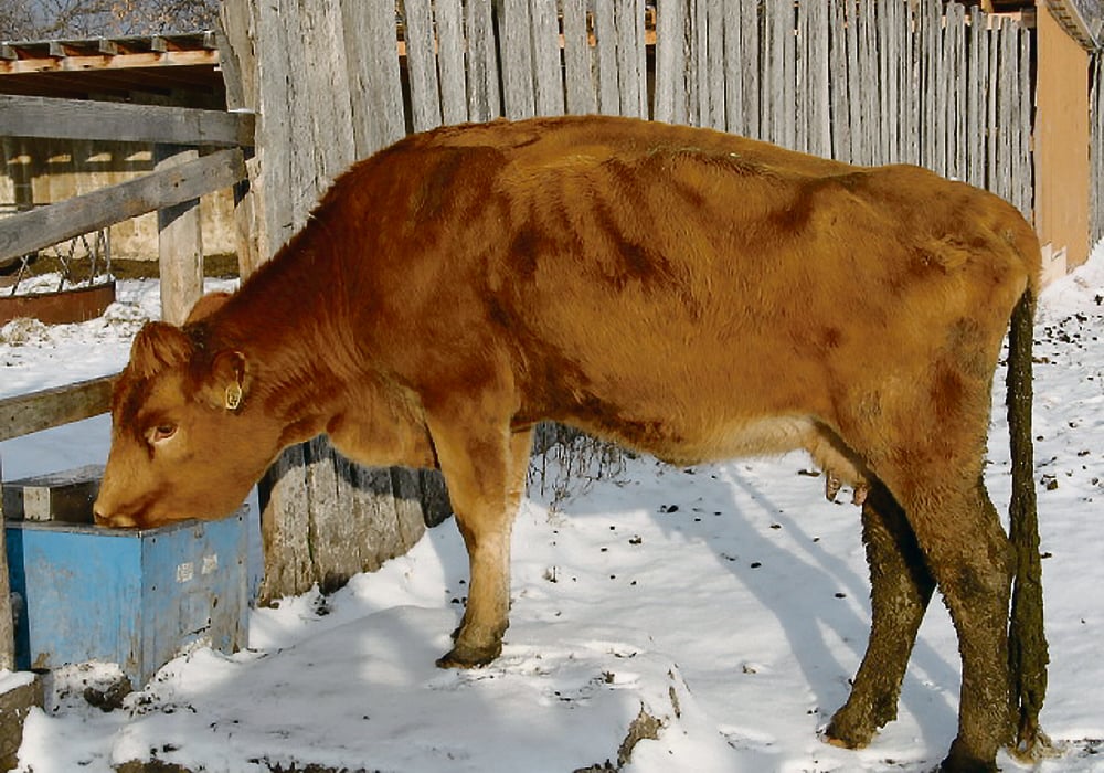 Herd management is all-important when producers find Johne’s disease in their herds. | Dr. Steve Hendrick photo