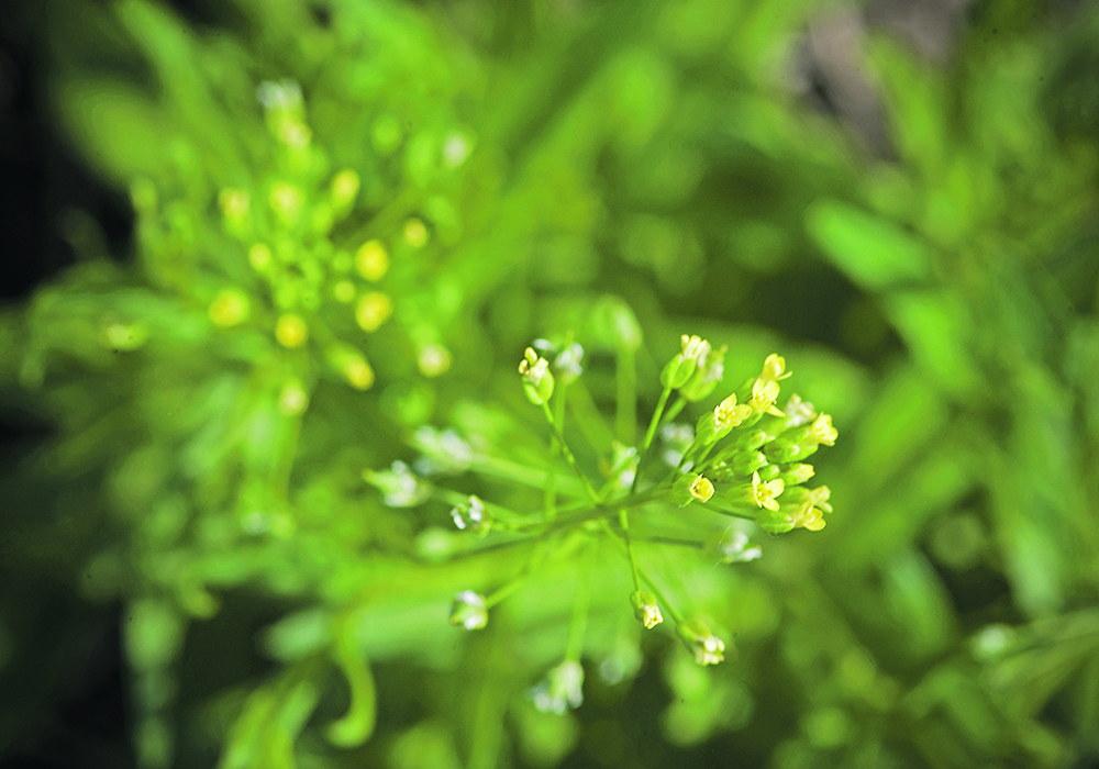 A camelina company from  Saskatoon saw its contracted  acres with producers drop to  almost 3,000 this year from  slightly less than 10,000 last  year. | File photo