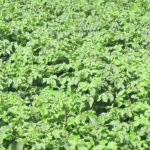 Many prairie potato growers have a good crop in the field, but need frost and excessive rain to stay away until it can be harvested. | File photo