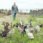 Erin Moskalyk’s flock is made up of a variety of duck breeds, including acona, rowen and cayuga. | Mary MacArthur photo