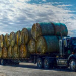 Money from the federal-provincial safety net program will help pay for feed and for moving animals to feed sources through the Livestock Feed and Transportation Drought Assistance program and the Livestock Transportation Drought Assistance program.
| Twitter/@Fearless13Z photo