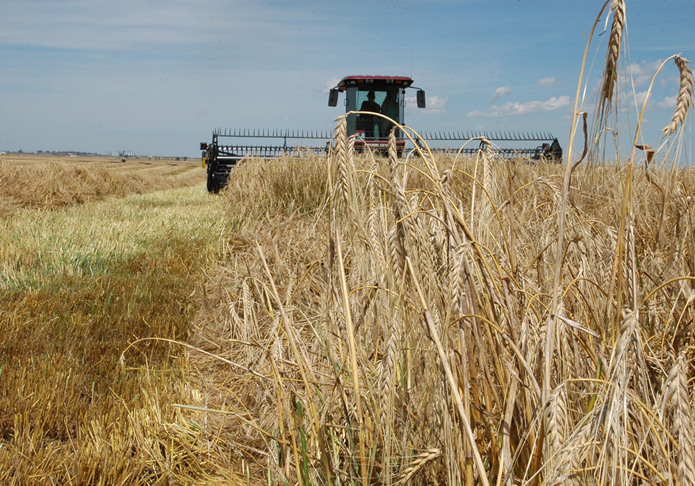 In its most recent Total Stocks of Principal Field Crops report, Statistics Canada pegged Canada's total barley stocks at the end of the 2020-21 crop year at 711,000 tonnes, down nearly 26 percent from July 31, 2020. | File photo