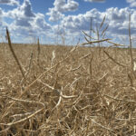 Record-hot summer temperatures in Canada's western crop belt, combined with sparse rain, sharply reduced farm yields of the world's biggest canola-growing nation. | Michael Robin photo