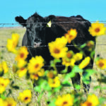 Cattle sector officials say producers are getting creative as they figure out where to place their cows so that they have a fighting chance this year. | Mickey Watkins photo