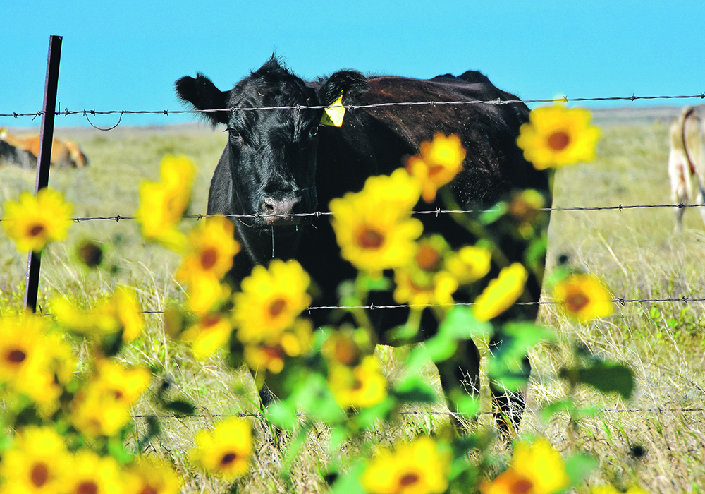 Cattle sector officials say producers are getting creative as they figure out where to place their cows so that they have a fighting chance this year. | Mickey Watkins photo