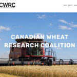 The Canadian Wheat Research Coalition, the Western Grain Research Foundation and the Saskatchewan Winter Cereals Development Commission have committed $3.5 million to the University of Manitoba over three years. | Screencap via wheatresearch.ca