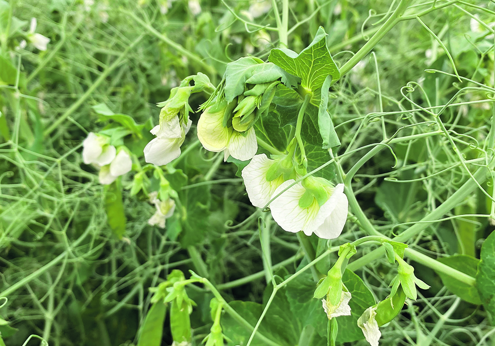 The United States is likely to look to Canada for its peas this year, but the crop is also short in this country. | File photo