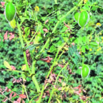 Statistics Canada estimates that farmers produced 63,000 tonnes of chickpeas this year. | File photo