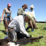 “I have a PhD in pharmacology and I’m not ever going to consider using a product for one species on another. Even with all my knowledge I can’t predict what’s going to happen.” - Chris Clark, Western College of Veterinary Medicine | File photo