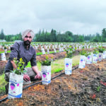 Blueberry grower, Gurprit Singh on his farm in Langley, B.C. | Sarbmeet Singh photo