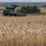 The country sees the harvest at 16 million tonnes of grains, up from a forecast last month of 15.3 million, and exports at 6 million to 6.5 million tonnes, down from an earlier forecast of 6.5 million to 7.0 million, officials said. | File photo