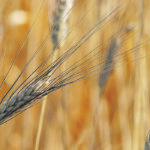 Statistics Canada now expects durum production to be 3.545 million tonnes, down nearly 500,000 tonnes from the Aug. 30 estimate and the lowest production since 2010. | File photo