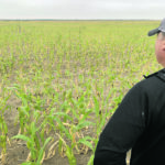 Duncan Morrison, executive director of the Manitoba Forage and Grassland Association, looks at a stunted corn crop in the rural municipality of Two Borders in southwestern Manitoba earlier this summer. | Ed White photo