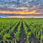The study was conducted in the United States Midwest corn belt. The net total annual social benefits were estimated at US$395 million including a savings of $334 million by avoiding greenhouse gas emissions and water pollution, and $100 million using less fertilizer. | Screencap via twin-cities.umn.edu
