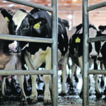 Wisconsin, Minnesota, New York and Pennsylvania continue to lose dairy farms at a rapid pace. Small, family-run farms with 100 to 250 head are more common in those states. | Reuters/Carlos Barria photo