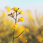 Summer heat takes a toll on canola flowering, with blossoms aborting in the damaging weather conditions. | Canola Council of Canada photo