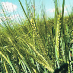 One industry official says not only is North American barley production way down but there are serious quality issues as well. | File photo