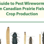 The 86-page document answers questions like: what are wireworms, what types of wireworms exist on the Prairies and what damage do they cause? | Screencap via publications.gc.ca