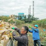 Corn is the top feedstock for China’s ethanol sector, followed by rice, cassava and wheat. The country’s production plants are expected to consume 4.07 million tonnes of corn in 2021. | Reuters photo