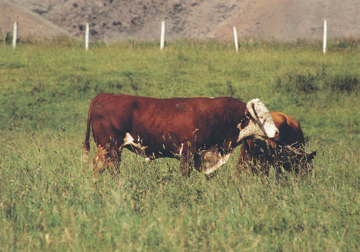 Two young bulls in a lush pasture in the summer.