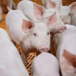 ASF is harmless to human beings but is highly contagious among pigs. | Screencap via miratorg.ru