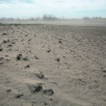 Because of widespread drought conditions, many growers don't have enough grain to meet delivery obligations and are facing stiff contract penalties. | File photo
